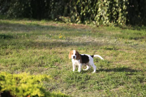 BEAGLE-mniejszyw typie piesek, po championach 5