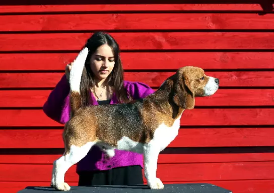 BEAGLE-mniejszyw typie piesek, po championach 6