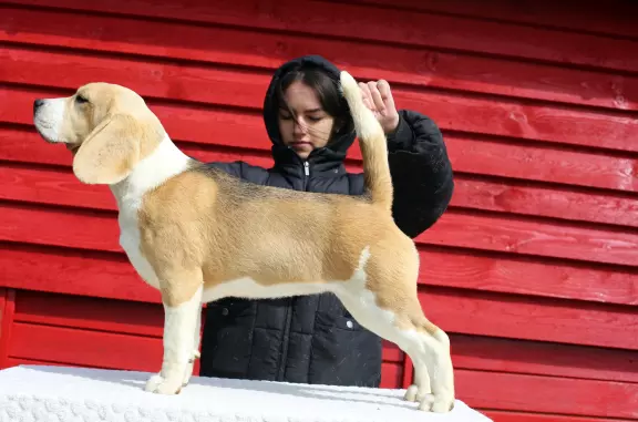 BEAGLE-mniejszyw typie piesek, po championach 7