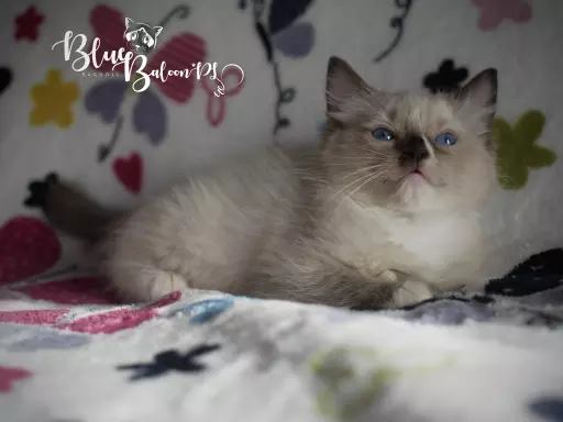 Kotek Ragdoll hodowla FPL do felinoterapii 2