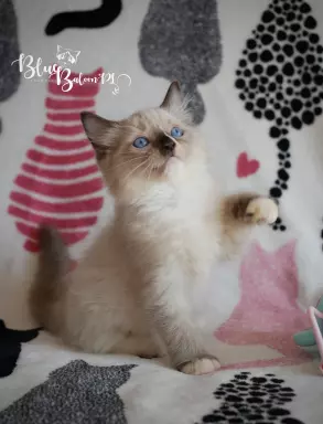 Kotek Ragdoll hodowla FPL do felinoterapii 1
