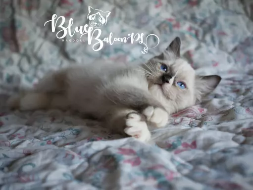 Kotek Ragdoll hodowla FPL do felinoterapii 4