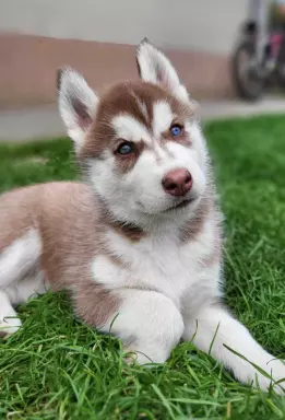 Suczki piesek husky niebieskookie czekoladowo biała zkwp fci 2