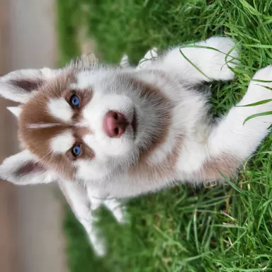 Suczki piesek husky niebieskookie czekoladowo biała zkwp fci 3