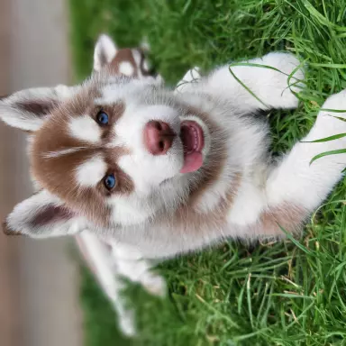 Suczki piesek husky niebieskookie czekoladowo biała zkwp fci 4