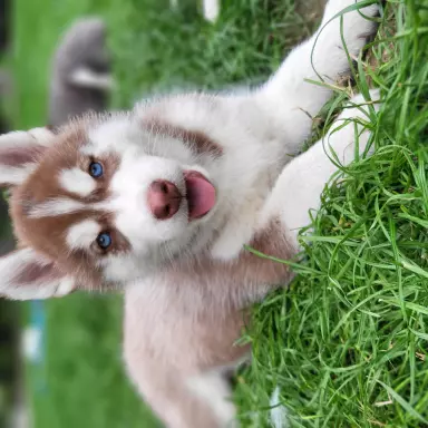 Suczki piesek husky niebieskookie czekoladowo biała zkwp fci 1
