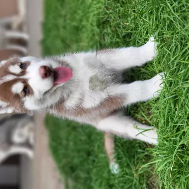 Suczki piesek husky niebieskookie czekoladowo biała zkwp fci 5
