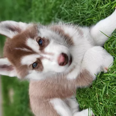 Suczki piesek husky niebieskookie czekoladowo biała zkwp fci 6