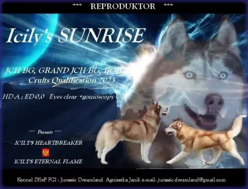 Suczki piesek husky niebieskookie czekoladowo biała zkwp fci 9
