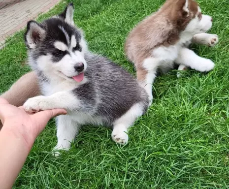 Suczki piesek husky niebieskookie czekoladowo biała zkwp fci 7