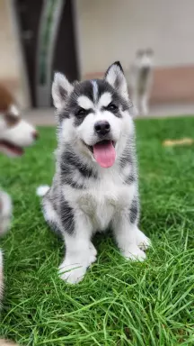 Suczki piesek husky niebieskookie czekoladowo biała zkwp fci 8
