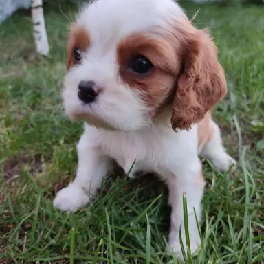 Cavalierki do rezerwacji 1