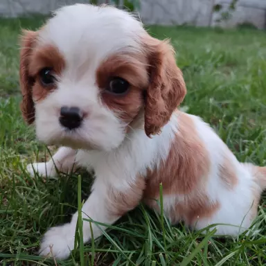 Cavalierki do rezerwacji 2
