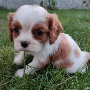 Cavalierki do rezerwacji 3