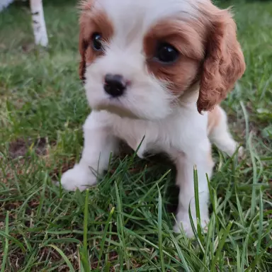 Cavalierki do rezerwacji 4
