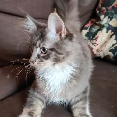 Niebieska Szylkretka Maine Coon, rodowód fpl FIFA 2