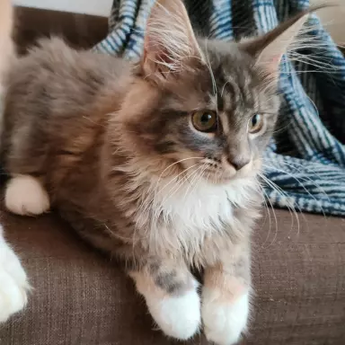 Niebieska Szylkretka Maine Coon, rodowód fpl FIFA 3