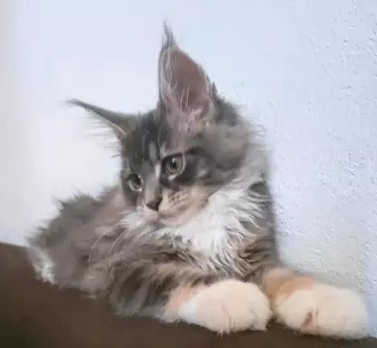 Niebieska Szylkretka Maine Coon, rodowód fpl FIFA 4