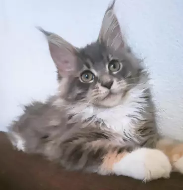 Niebieska Szylkretka Maine Coon, rodowód fpl FIFA 1