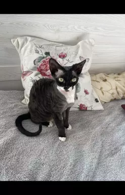 Devon rex kotka hodowlana 2