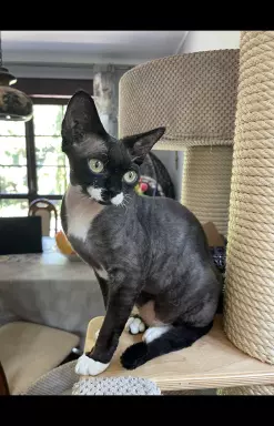 Devon rex kotka hodowlana 1