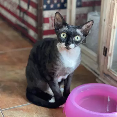 Devon rex kotka hodowlana 3