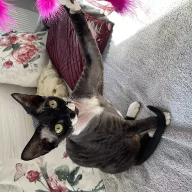 Devon rex kotka hodowlana 4