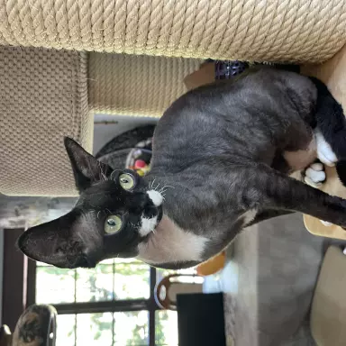 Devon rex kotka hodowlana 5