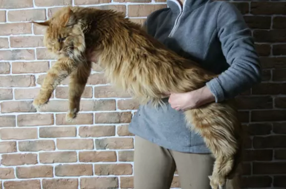 Dzika pantera, koteczka Maine coon 8