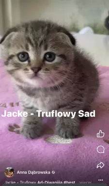 Szkocki Zwisłouchy - Scottish Fold 7