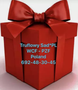 Szkocki Zwisłouchy 9