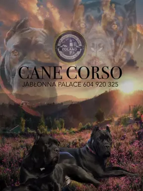 Szczeniaczek czarny cane corso 2