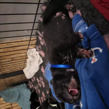 Szczeniaczek czarny cane corso 3