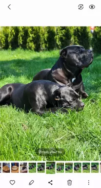 Szczeniaczek czarny cane corso 1