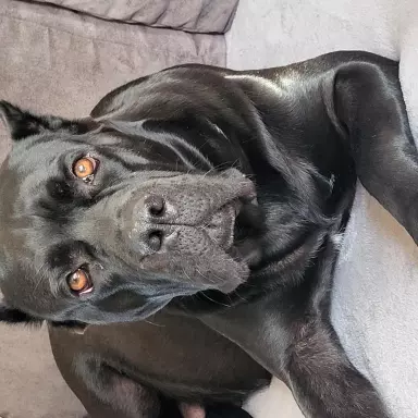 Szczeniaczek czarny cane corso 4
