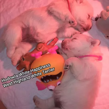 Śliczny piesek West Highland White Terrier po zdrowych 5