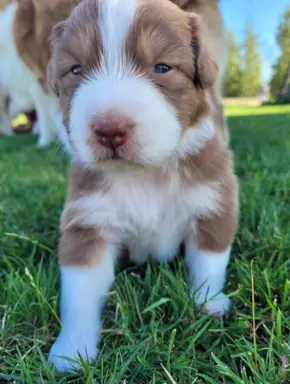 Owczarek australijski suczka red tri 1