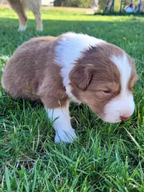 Owczarek australijski suczka red tri 2