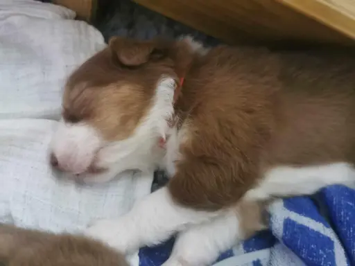 Owczarek australijski suczka red tri 3