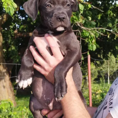 Piękny samiec czarny amstaff 1