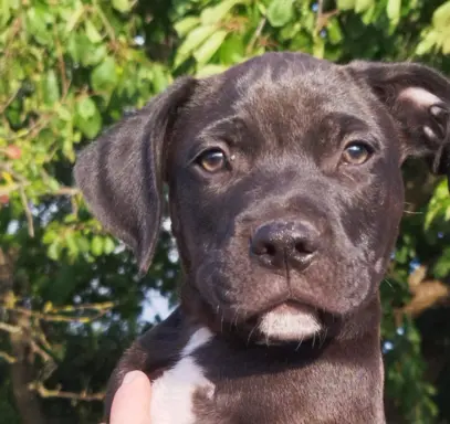 Piękny samiec czarny amstaff 2