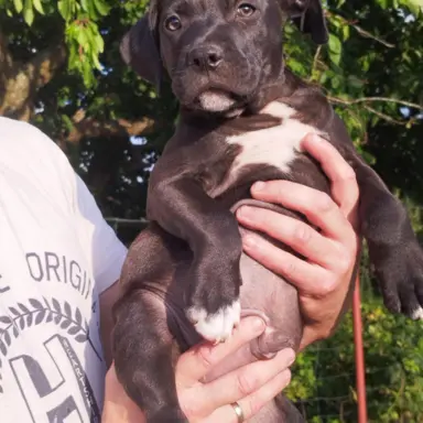 Piękny samiec czarny amstaff 3