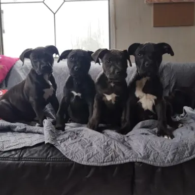 Piękny samiec czarny amstaff 4