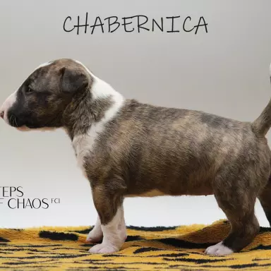 Suczka CHABERNICA miniaturowy bulterier 3