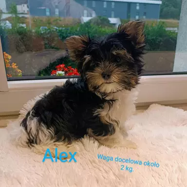 Biewer Yorkshire Terrier z rodowodem ZKwP FCI 3