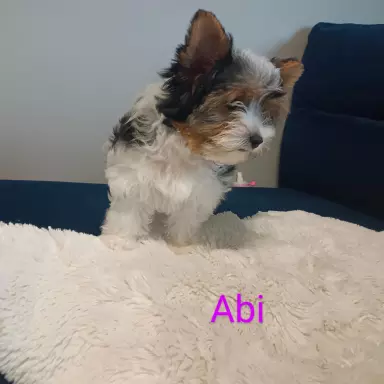 Biewer Yorkshire Terrier z rodowodem ZKwP FCI 5