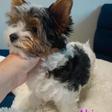 Biewer Yorkshire Terrier z rodowodem ZKwP FCI 1