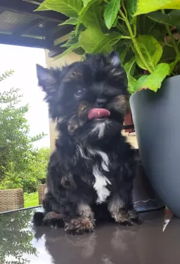Yorkshire terrier Bkack and Tan 1