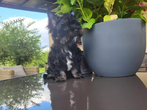 Yorkshire terrier Bkack and Tan 3