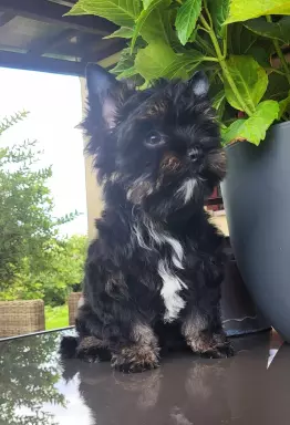 Yorkshire terrier Bkack and Tan 4